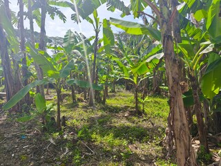 a raw image, with a banana grove atmosphere