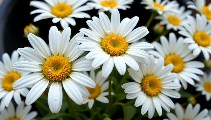 Fototapeta premium the image presents a close up view of fresh daisies in full bloom, the flowers are white with vibrant yellow centers, their petals reaching out to each other