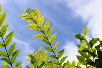 green leaf with water drop in the garden, blue sky and white cloud background in springtime