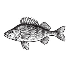 Perch fish vector image in black and white, with heavy black outlines, perfect for minimal illustrations or freshwater species identification graphics.