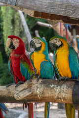 big Macaw parrots