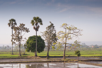 Irrigation channels used for rice paddy fields for food and animal feed production