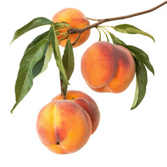 peaches on branch with leaves, isolated on background