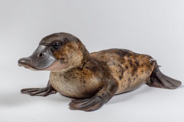 Close-Up of a Unique Platypus on a White Background
