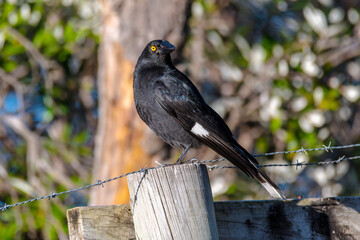 Pied Currawong on a wooden post