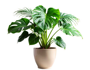 Angled Side View of Large-Leaf Green Houseplant in Ceramic Pot with Dramatic Dark Backdrop, Isolated PNG