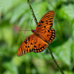 Gulf fritillary butterfly, or passion butterfly,  male with bright orange wings and black markings...