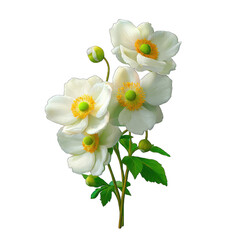 Delicate white anemone flowers on stem, detailed illustration