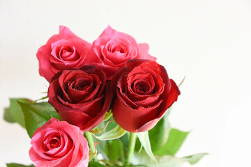 赤とピンクのばら