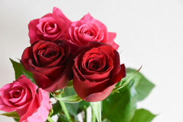 赤とピンクのばら