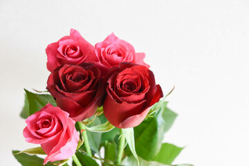 赤とピンクのばら