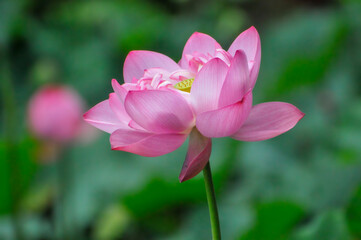 pink lotus flower