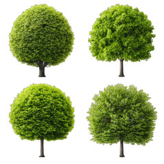 Four stylized trees, vibrant green foliage, round canopies