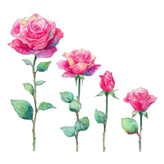 Four pink roses in various stages of bloom, depicted in watercolor style