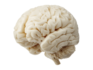 Human brain model anatomy neurological study medical science, Isolated On Transparent Background, Png