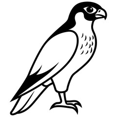 Fototapeta premium falcon perched with sharp eyes on white background