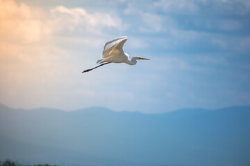 Great egret fly , Golden hour