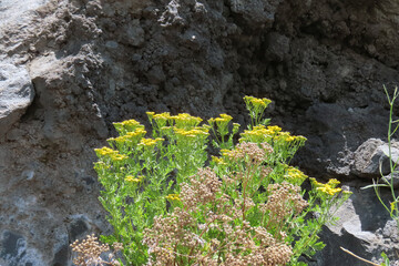 Volcanic lava and flowers on the slopes of Mount Etna, Italy, Sicily