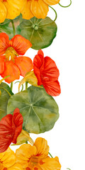 Watercolor Nasturtium Flowers coupled beautifully with Green Leaves create a stunning display