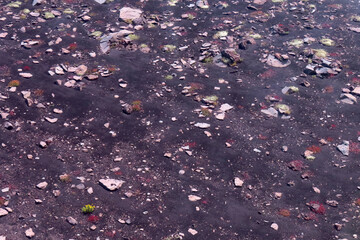 Volcanic lava and flowers on the slopes of Mount Etna, Italy, Sicily