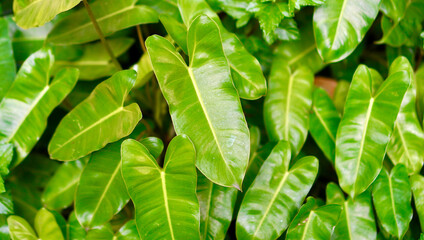 A close-up image of vibrant tropical foliage with smooth, glossy green leaves. The fresh and healthy appearance makes it perfect for use in natural product promotions, wellness branding