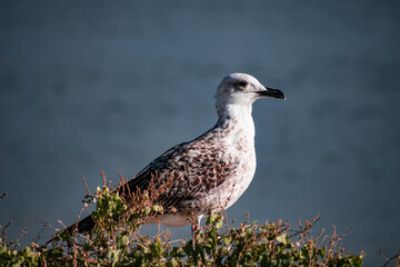 beautifull seagull at Greece