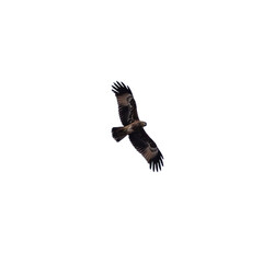 Clear Background Sea Eagle flying over Patong Beach looking for his food on the beautiful island of Phuket Thailand 