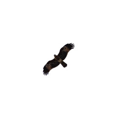 Clear Background Sea Eagle flying over Patong Beach looking for his food on the beautiful island of Phuket Thailand 