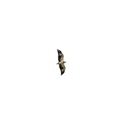 Clear Background Sea Eagle flying over Patong Beach looking for his food on the beautiful island of Phuket Thailand 