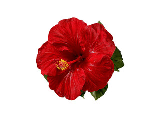 Vibrant red hibiscus flower isolated on black background, Isolated On Transparent Background, Png