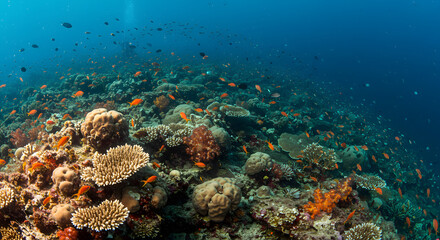 Obraz premium Vibrant Coral Reef with Abundant Fish Life