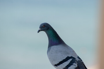 Homing pigeon Greece