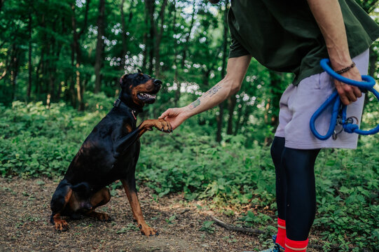 Doberman pinscher shaking trainer's hand in forest during training session