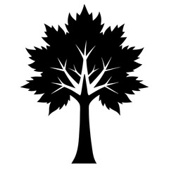 Obraz premium Maple Tree Silhouette on White Background