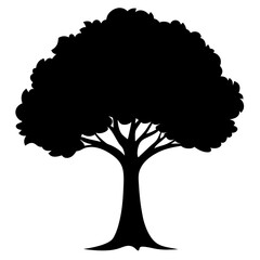Teak Tree Silhouette on White Background 