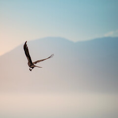 Hooded crown fly at beautidul sky 