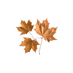 Fototapeta premium Vibrant illustration of colorful autumn maple leaves isolated on white background