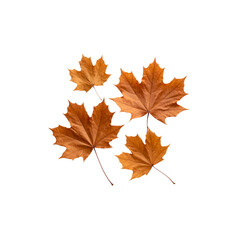 Fototapeta premium Vibrant illustration of colorful autumn maple leaves isolated on white background