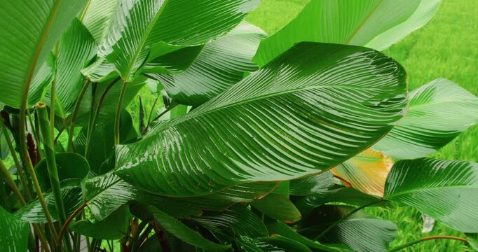 Close-up of wet tropical banana leaves in lush green rice fields of Bali during rainy season