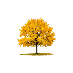 Golden autumn tree with bright yellow leaves, isolated on white background.
