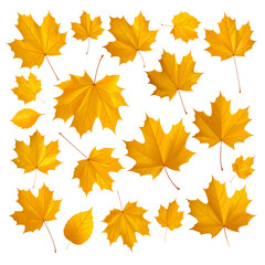 Vibrant illustration of colorful autumn maple leaves isolated on white background