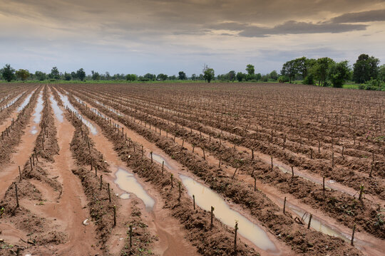 Cassava plants sticks pushed in to ground creating cash crop but also degrading soil and causing deforestation