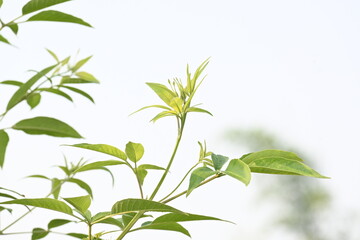 Fototapeta premium Vitex negundo plant. Its other name Chinese chaste tree,&nbsp;five-leaved chaste tree,&nbsp;horseshoe vitex, nisinda and Nirgundi. It is a large&nbsp;aromatic&nbsp;shrub. It is an Ayurvedic medicine.
