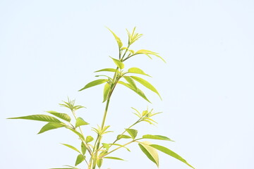 Vitex negundo plant. Its other name Chinese chaste tree,&nbsp;five-leaved chaste tree,&nbsp;horseshoe vitex, nisinda and Nirgundi. It is a large&nbsp;aromatic&nbsp;shrub. It is an Ayurvedic medicine.