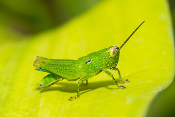 Green grasshopper, Rosea brunneri (rosea brunneri) on a yellow leaf,on a leaf in the rainforest.