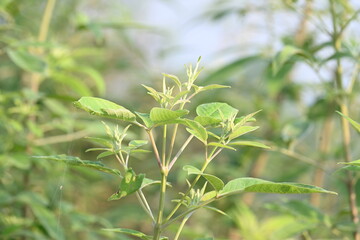 Vitex negundo plant. Its other name Chinese chaste tree, five-leaved chaste tree, horseshoe vitex, nisinda and Nirgundi. It is a large aromatic shrub. It is an Ayurvedic medicine.
