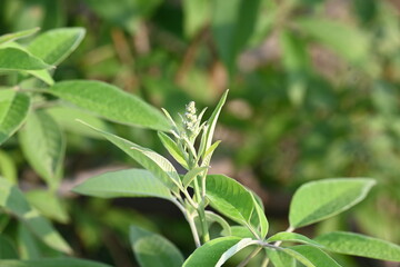 Fototapeta premium Vitex negundo plant. Its other name Chinese chaste tree,&nbsp;five-leaved chaste tree,&nbsp;horseshoe vitex, nisinda and Nirgundi. It is a large&nbsp;aromatic&nbsp;shrub. It is an Ayurvedic medicine.