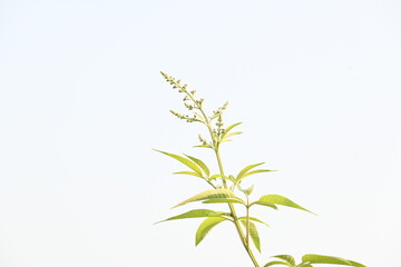 Vitex negundo plant. Its other name Chinese chaste tree,&nbsp;five-leaved chaste tree,&nbsp;horseshoe vitex, nisinda and Nirgundi. It is a large&nbsp;aromatic&nbsp;shrub. It is an Ayurvedic medicine.