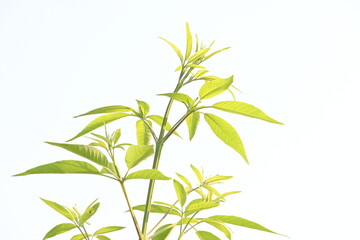 Fototapeta premium Vitex negundo plant. Its other name Chinese chaste tree,&nbsp;five-leaved chaste tree,&nbsp;horseshoe vitex, nisinda and Nirgundi. It is a large&nbsp;aromatic&nbsp;shrub. It is an Ayurvedic medicine.
