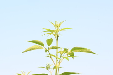 Obraz premium Vitex negundo plant. Its other name Chinese chaste tree,&nbsp;five-leaved chaste tree,&nbsp;horseshoe vitex, nisinda and Nirgundi. It is a large&nbsp;aromatic&nbsp;shrub. It is an Ayurvedic medicine.